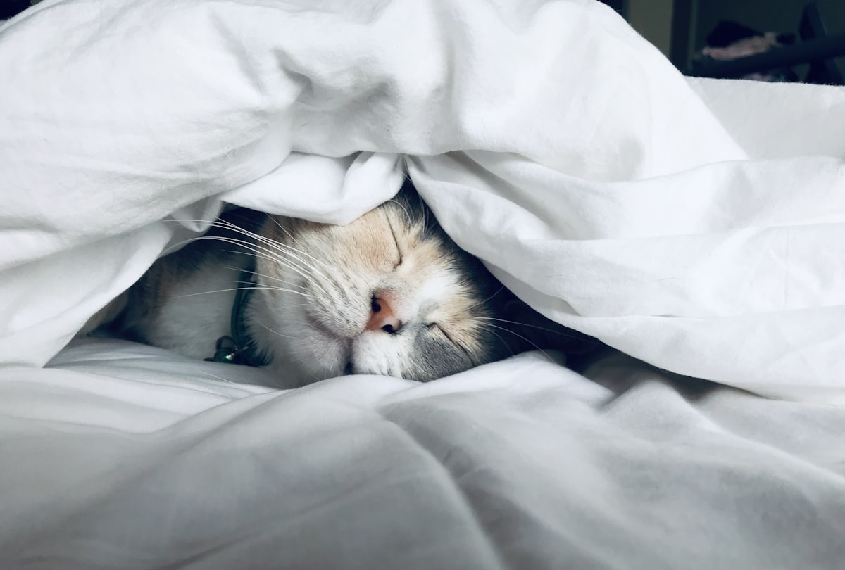 Sono e Produtividade: Por Que Dormir Bem é o Melhor Investimento na Sua Saúde